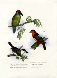 Großer Grüner Bartvogel, 1864